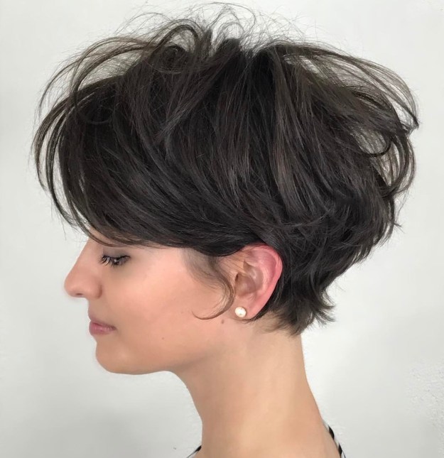 Disheveled Brown Pixie Bob