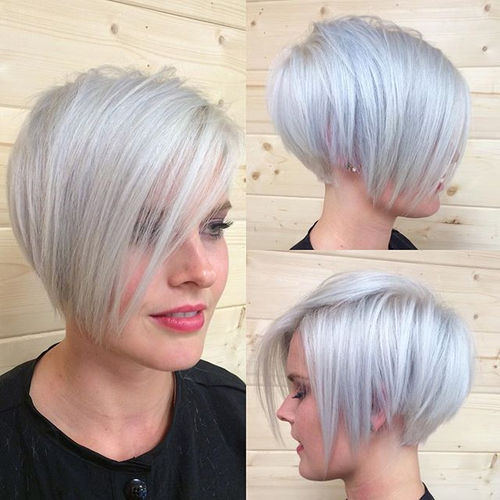 silver pixie-bob